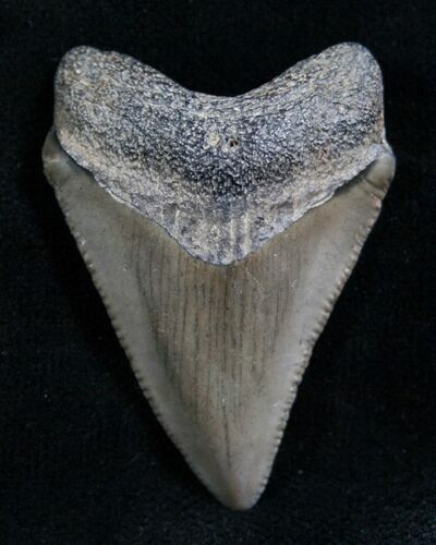 Megalodon Tooth - Florida #7935